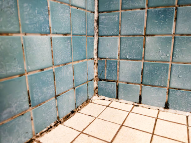 Best Mold Odor Removal Services  in Bagley, MN