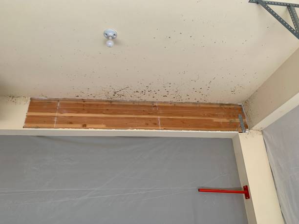 Best Mold Remediation for Healthcare Facilities  in Bagley, MN