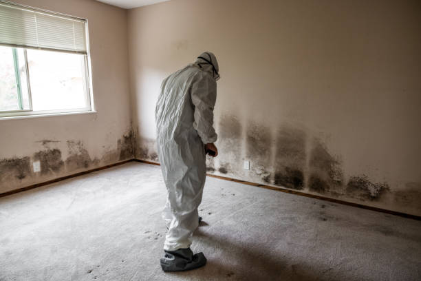 Best Attic Mold Removal  in Bagley, MN
