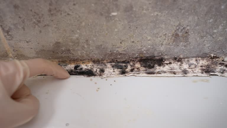 Best Asbestos and Lead Testing During Mold Inspection  in Bagley, MN
